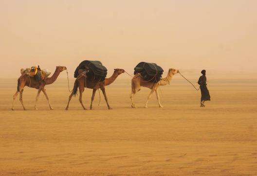 Trek avec un caravanier et ses chameaux de l'Adrar