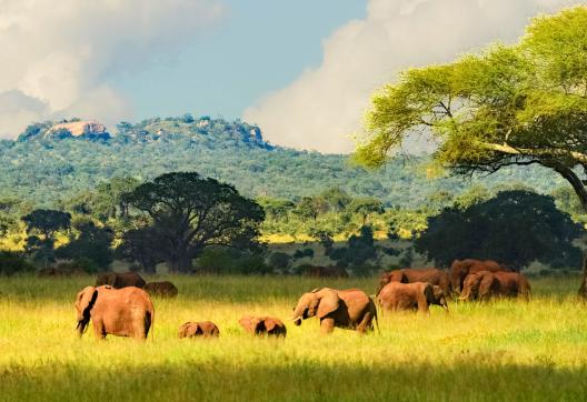 Voyage avec Éléphants en Tanzanie