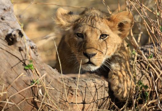 Voyage d'aventure avec un lionceau