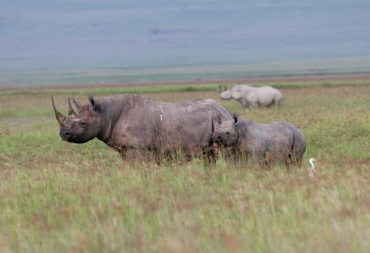 Voyage d'aventure avec des rhinocéros