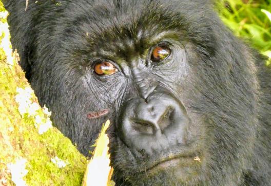 Voyage près de gorille en Ouganda