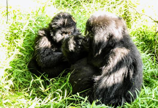 Voyage avec des goriles des montagnes en Ouganda