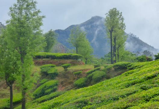 Trek à travers les théiers de la région de Munnar au Kerala