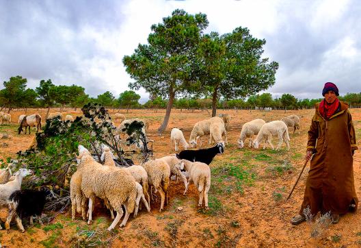 Rencontre avec un berger berbère en Algérie