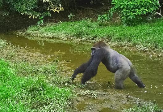Avec les gorilles au Gabon