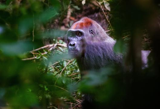 Observation des gorilles au Gabon