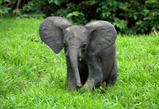 Découverte des éléphants  au Gabon