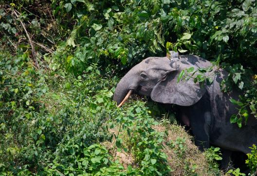 Randonnée près des éléphants au Gabon