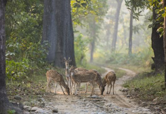 Observation de jeunes cerfs de Duvaucel dans le parc de Shuklaphanta