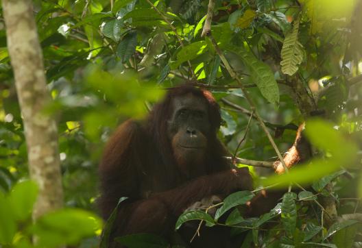 Observation d'orang outan à Bornéo