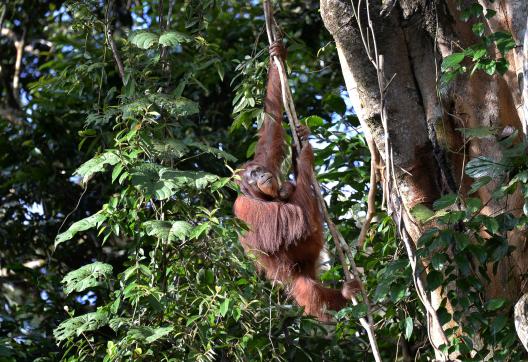 Voyage d'aventure à la rencontre d'orang outan à Bornéo
