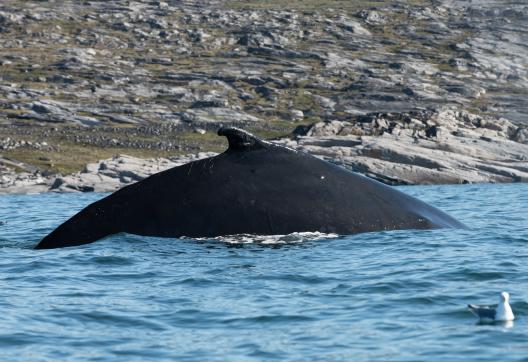 Baleine à Bosse au Groenland