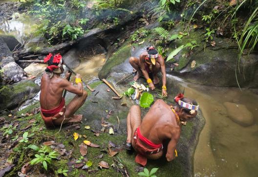 Voyage et préparation de la potion mentawaï