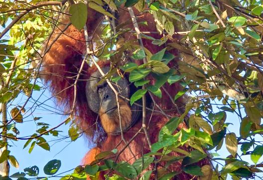 Orangs-outans du parc Gunung Leuser en Indonésie