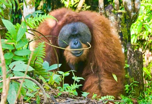 Voyage vers Orangs-outans du parc Gunung Leuser au nord de Sumatra