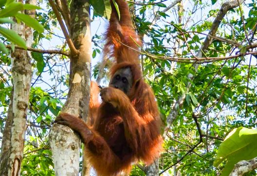 Voyage vers Orangs-outans du parc Gunung Leuser au nord de Sumatra