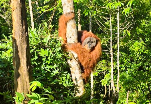 Voyage vers Orangs-outans du parc Gunung Leuser au nord de Sumatra