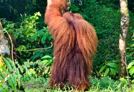 Orangs-Outans dans le parc national de Gunung Leuser au nord de Sumatra
