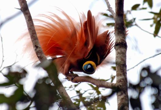 Trekking pour observer un oiseau de paradis dans la foret