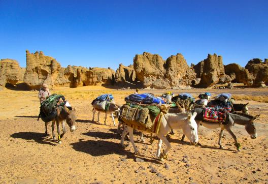 Randonnée avec des anês à Séfar