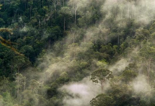 Trekking dans les brumes de la foret de Kalimantan sur l'ile de Botnéo