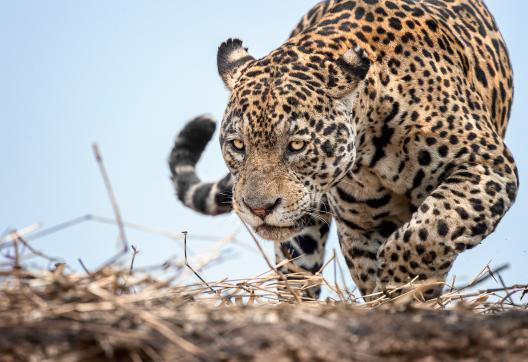 Faune du Pantanal