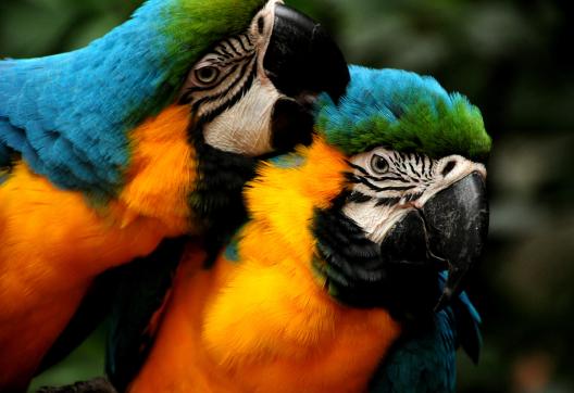 Blue-and-yellow Macaw in Bird park near Foz Do Iguacu in Parana in Brazil.



Ara bleu au parc aux oiseaux près de Foz Do Iguacu dans le Parana au Brésil.



www.parquedasaves.com.br



© David Ducoin

www.tribuducoin.com
