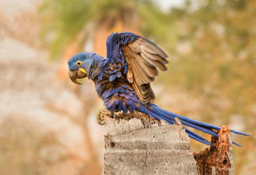 Faune du Pantanal