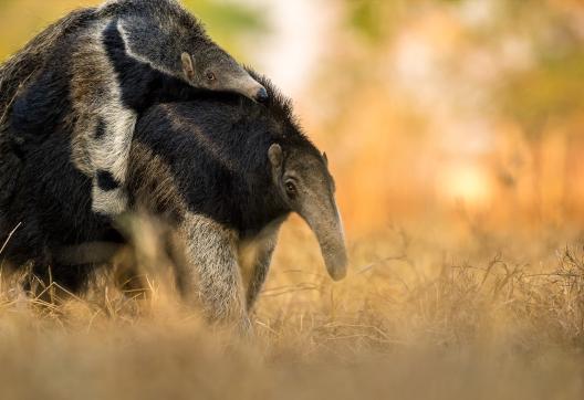 Faune du Pantanal