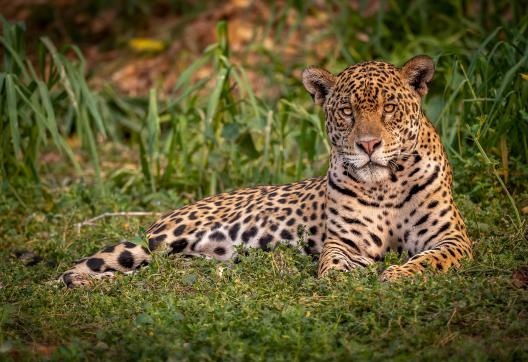 Faune du Pantanal