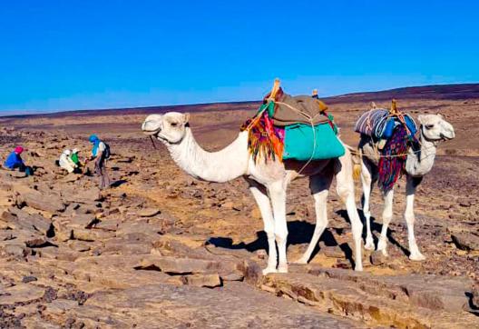 Randonnée avec des chameaux dans l'oued Djerat