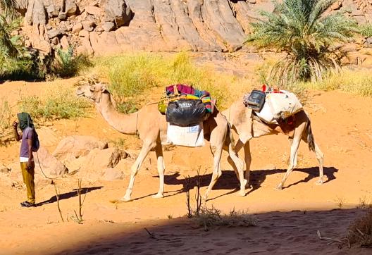 Randonnée chamelière dans l'oued Djerat
