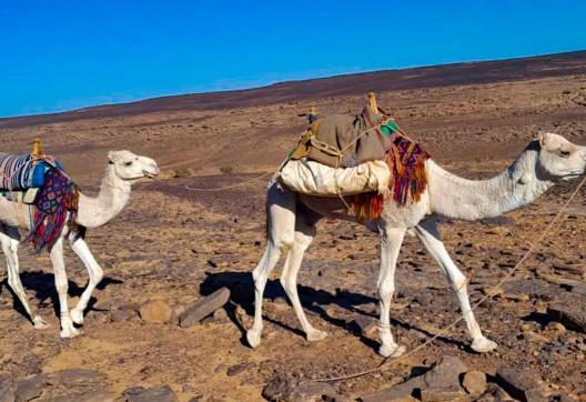 Randonnée chamelière dans l'oued Djerat