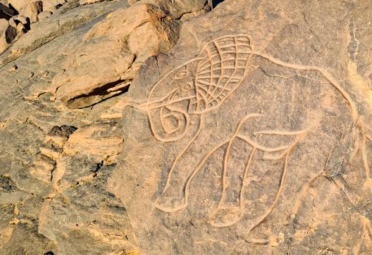 Trek avec gravure d'un éléphant en Algérie