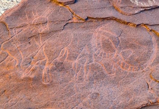 Trekking avec gravure d'un buffle dans l'oued Djerat