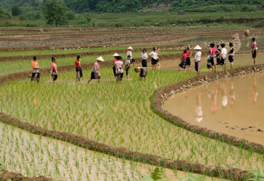 Découverte du travail dans les rizières de la région de Lai Chau