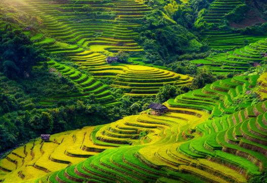 Trek à travers les belles rizières en terrasses de Mu cang chai,