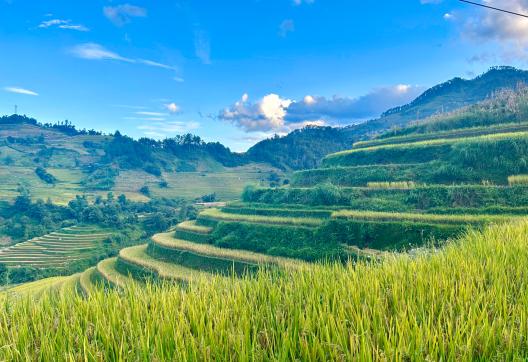 Trekking près de rizières en terasses au Vietnam