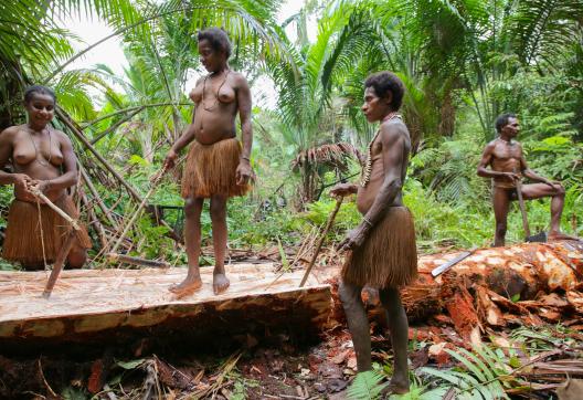 Voyage vers le travail du sagou chez les Korowai tout au sud de la Papua indonésienne
