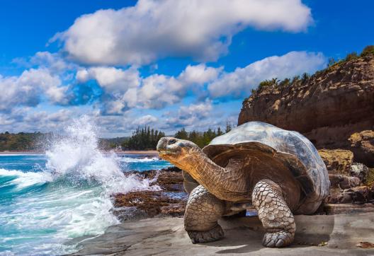 Galapagos Islands. Galapagos tortoise. Big turtle. Ecuador.