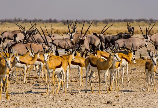 Balade avec les antilopes des savanes d'Afrique australe