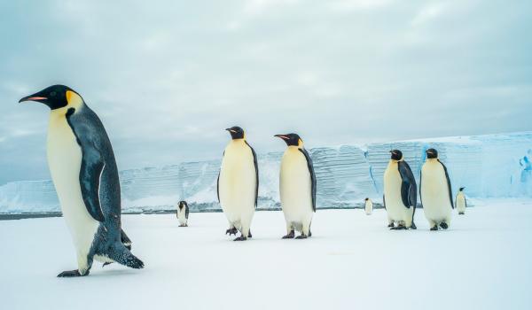 Manchots empereurs sur la péninsule Antarctique
