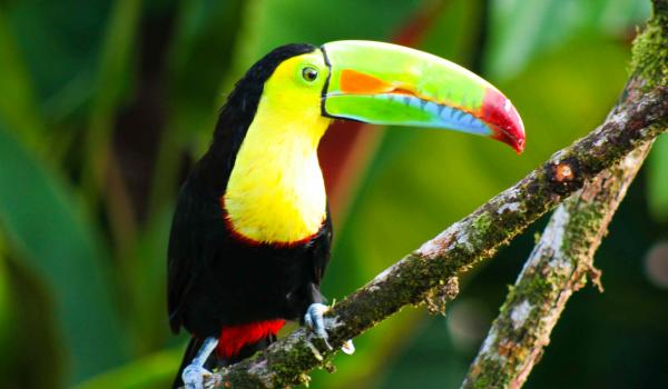 Toucan dans le parc San Antonio Costa Rica