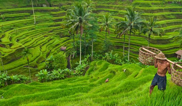 Rizières en terrasses à Bali en Indonésie