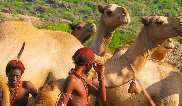 Trekking Rendille et leurs chameaux au Kenya