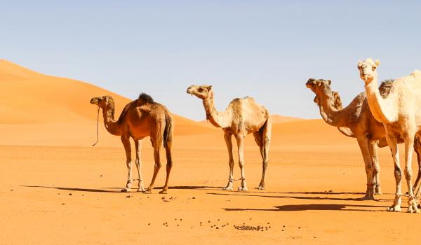 Chameaux dans la vallée du Drâa au Maroc