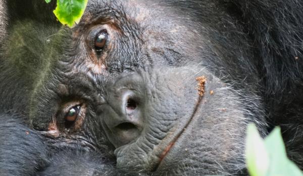 Chimpanzé en Ouganda