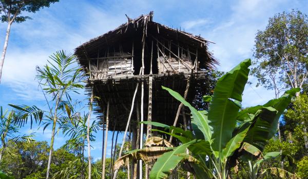 Maison dans les arbres du peuple korowai en Papua Indonésienne