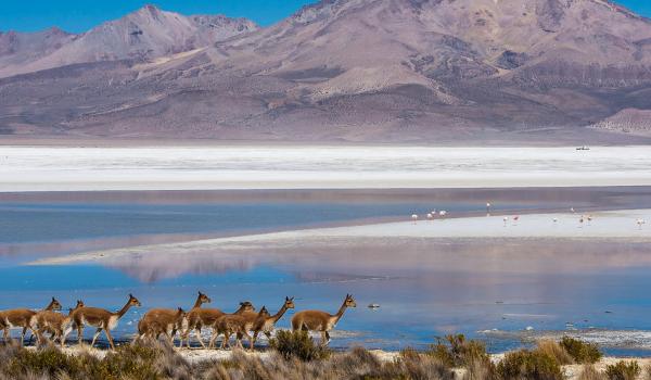 Vigognes et flamands roses dans le salar de Surire au Chili