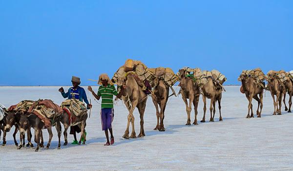 Caravane sur le Lac Karoum en Éthiopie
